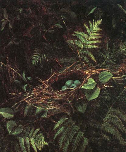 Fidelia Bridges Bird's Nest and Ferns China oil painting art